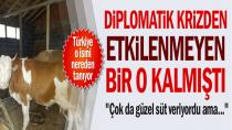 Beşiktaş Belediyesi Bağımsız Meclis Üyesi Hollanda Krizine El Koydu İneğini Kesiyor!