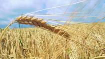 Türkiye Tarihinde İlk Kez Hindistan’dan Buğday İthalatına Başladı!
